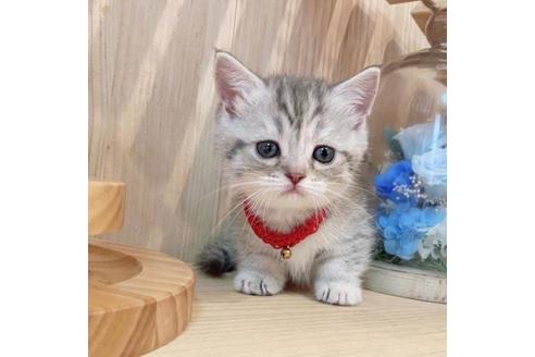 成約済の長野県のマンチカン-34437の3枚目