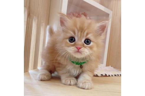 成約済の長野県のマンチカン-34438の1枚目