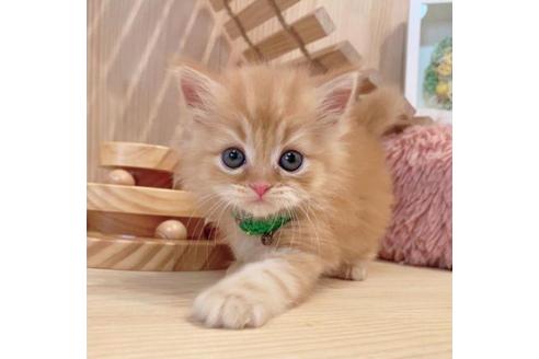 成約済の長野県のマンチカン-34438の2枚目