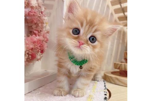 成約済の長野県のマンチカン-34438の4枚目