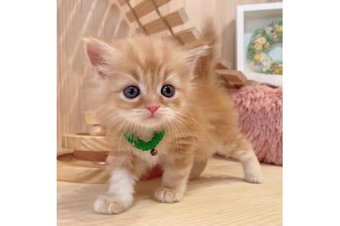 成約済の長野県のマンチカン-34438の3枚目