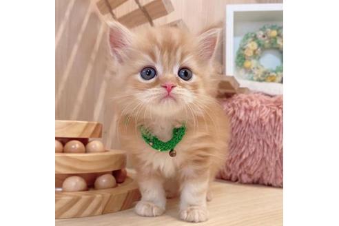 成約済の長野県のマンチカン-34438の5枚目