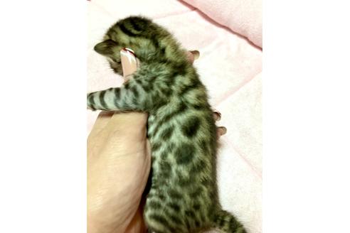 成約済の静岡県のベンガル-34448の49枚目