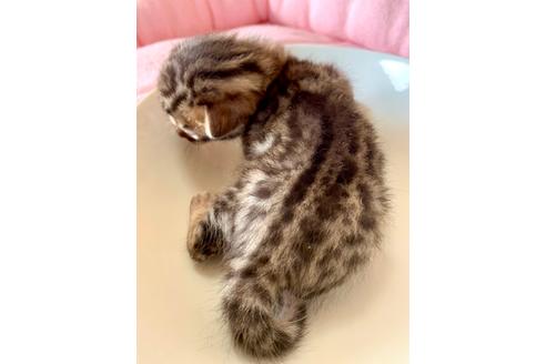 成約済の静岡県のベンガル-34448の44枚目