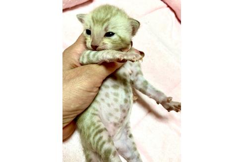 成約済の静岡県のベンガル-34445の33枚目