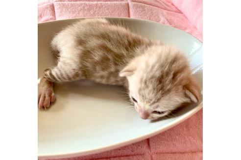 成約済の静岡県のベンガル-34445の27枚目