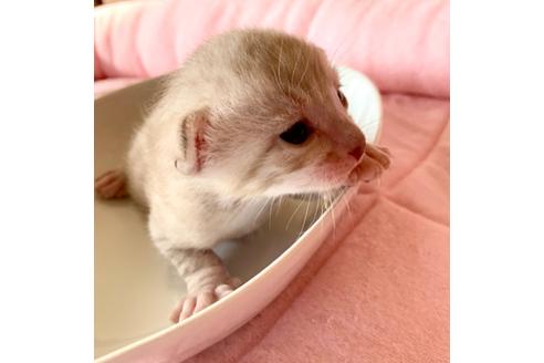 成約済の静岡県のベンガル-34445の26枚目