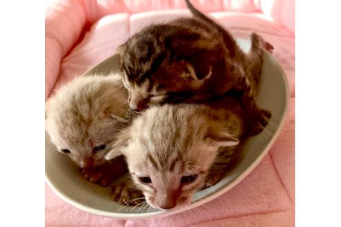 成約済の静岡県のベンガル-34447の37枚目