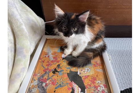 京都府のメインクーン 女の子 22 07 05生まれ すごく優しい甘えん坊の可愛い女の子です 将来が上品の長毛が魅力なります 子猫id 612 子猫ブリーダーナビ