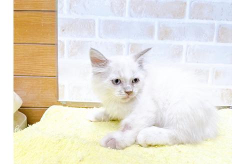 成約済の東京都のラグドール-34500の3枚目