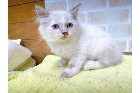 成約済の東京都のラグドール-34500