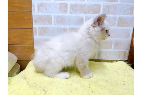 成約済の東京都のラグドール-34500の2枚目