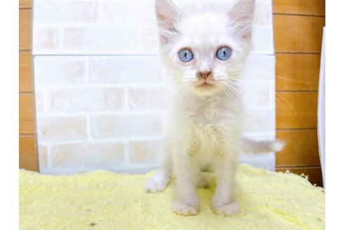 成約済の東京都のラグドール-34505