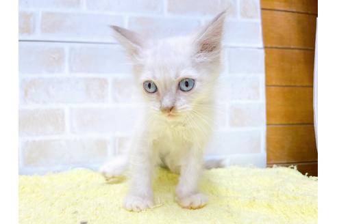 成約済の東京都のラグドール-34505の3枚目