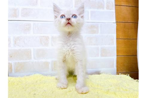 成約済の東京都のラグドール-34505の2枚目