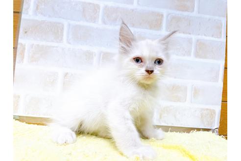 成約済の東京都のラグドール-34507の23枚目