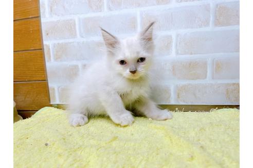 成約済の東京都のラグドール-34507の26枚目