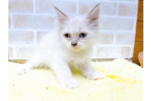 成約済の東京都のラグドール-34507の25枚目