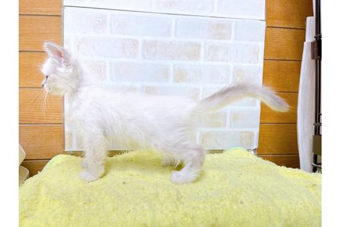 成約済の東京都のラグドール-34507の24枚目