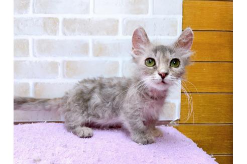 成約済の東京都のその他の猫種-30579の5枚目