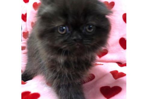 成約済の愛知県のスコティッシュフォールド-34543の5枚目