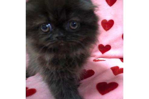 成約済の愛知県のスコティッシュフォールド-34543の3枚目