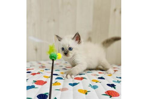 成約済の大阪府のラグドール-34578の5枚目