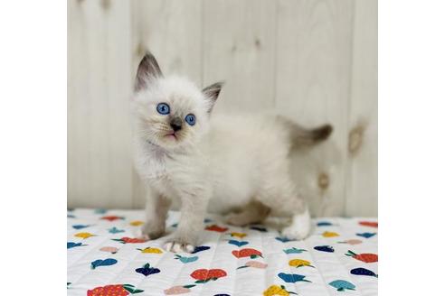 成約済の大阪府のラグドール-34578の2枚目