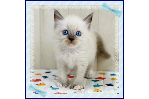 成約済の大阪府のラグドール-34578の1枚目