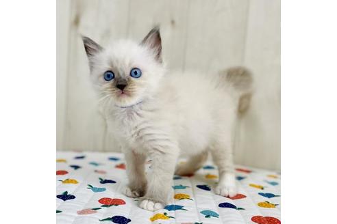 成約済の大阪府のラグドール-34578の3枚目