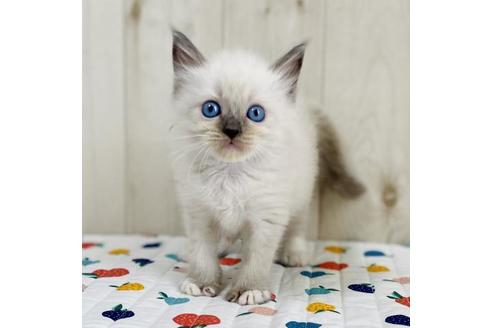 成約済の大阪府のラグドール-34578の4枚目