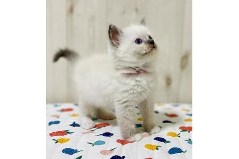 成約済の大阪府のラグドール-34579の2枚目