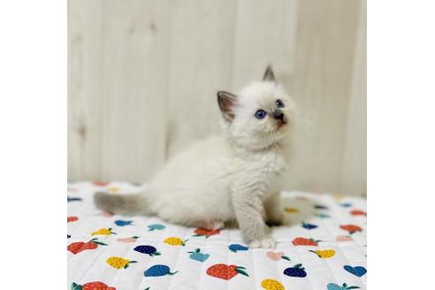 成約済の大阪府のラグドール-34579の3枚目