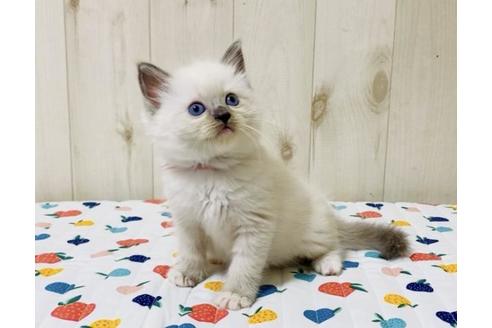 成約済の大阪府のラグドール-34579の5枚目