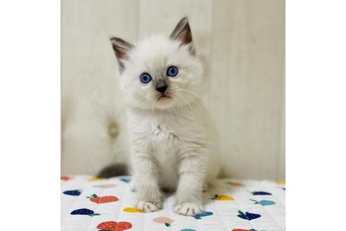 成約済の大阪府のラグドール-34579の4枚目