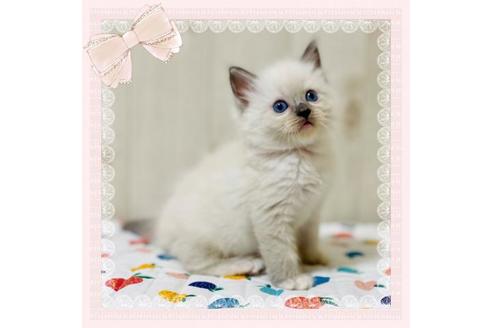 成約済の大阪府のラグドール-34579