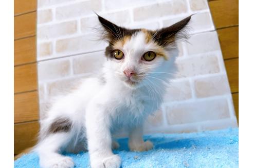 成約済の東京都のサイベリアン-32107の9枚目