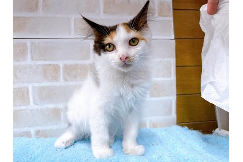 成約済の東京都のサイベリアン-32107の8枚目