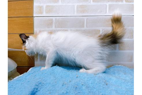 成約済の東京都のサイベリアン-32107の7枚目