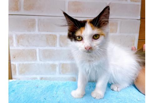 成約済の東京都のサイベリアン-32107の6枚目