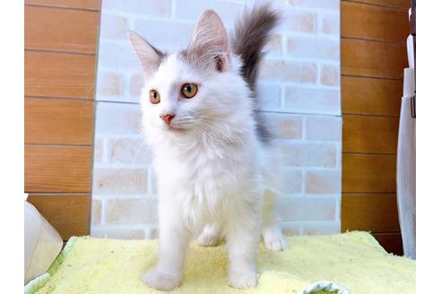 成約済の東京都のサイベリアン-29527の4枚目