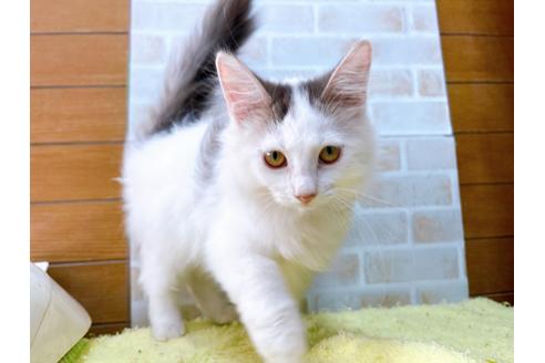 成約済の東京都のサイベリアン-29527の3枚目