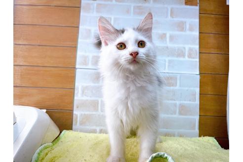 成約済の東京都のサイベリアン-29527