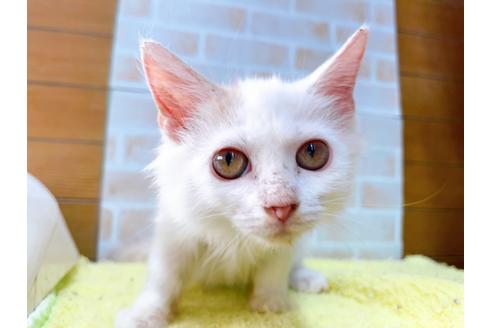 成約済の東京都のサイベリアン-29530