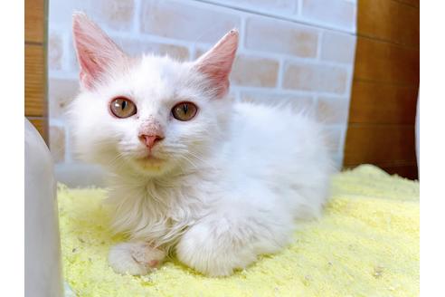 成約済の東京都のサイベリアン-29530の4枚目