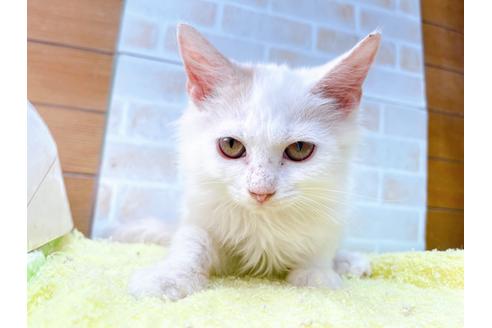 成約済の東京都のサイベリアン-29530の3枚目