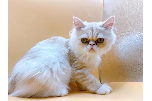 成約済の東京都のエキゾチックロングヘア-28833の8枚目