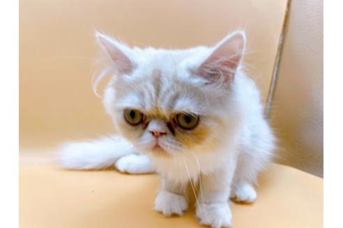 成約済の東京都のエキゾチックロングヘア-28833の5枚目