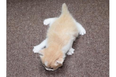 成約済の愛知県のマンチカン-34658の9枚目