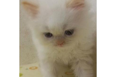 成約済の静岡県のヒマラヤン-34687の8枚目